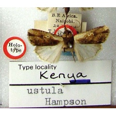 /filer/webapps/moths/media/images/U/ustula_Axylia_HT_BMNH.jpg