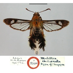 /filer/webapps/moths/media/images/C/chalconota_Melittia_HT_BMNH.jpg