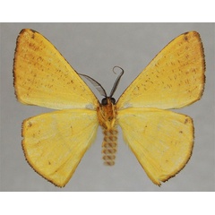 /filer/webapps/moths/media/images/E/epigynopteryx_Pigiopsis_HT_ZSMb.jpg