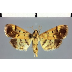 /filer/webapps/moths/media/images/D/deltalis_Pilocrocis_HT_MNHN.jpg
