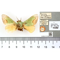 /filer/webapps/moths/media/images/M/microbasis_Parasa_HT_BMNH.jpg
