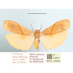 /filer/webapps/moths/media/images/C/costimacula_Ligulosa_AM_MGCLa_01.JPG