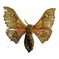 /filer/webapps/moths/media/images/A/arguta_Ludia_AF_ZSM.jpg