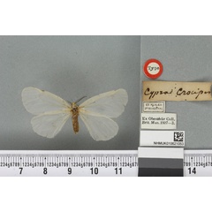 /filer/webapps/moths/media/images/C/crocipes_Cypra_HT_BMNHa.jpg
