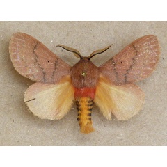 /filer/webapps/moths/media/images/S/sanguicincta_Hypotrabala_A_Butler.jpg