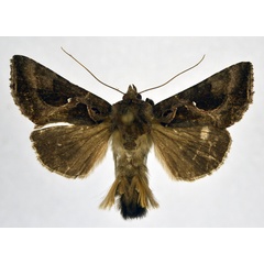 /filer/webapps/moths/media/images/L/livida_Plusiotricha_AM_NHMO.jpg