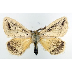 /filer/webapps/moths/media/images/F/flavipennis_Phiala_AM_Basquin_02.jpg