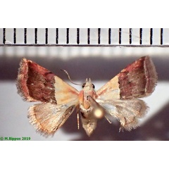 /filer/webapps/moths/media/images/A/anachoresis_Eublemma_AF_Bippus.jpg