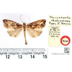 /filer/webapps/moths/media/images/C/chalcomera_Plusiodonta_HT_BMNH.jpg