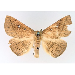 /filer/webapps/moths/media/images/A/albooculata_Ugia_AM_TMSA_02.jpg