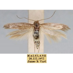 /filer/webapps/moths/media/images/M/malelanensis_Scythris_HT_TMSA_iVOiNFp.jpg