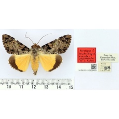 /filer/webapps/moths/media/images/P/pseudomarmoratus_Ulotrichopus_PTM_BMNH.jpg