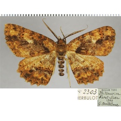 /filer/webapps/moths/media/images/M/mauritiaria_Darisodes_AM_ZSMa.jpg