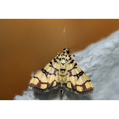 /filer/webapps/moths/media/images/C/callixantha_Pardomima_A_Voaden_02.jpg
