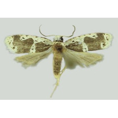 /filer/webapps/moths/media/images/A/albipenetrata_Panegyra_HT_Karisch.jpg