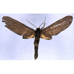 /filer/webapps/moths/media/images/B/bitjeana_Melisoides_LT_BMNH_01.jpg