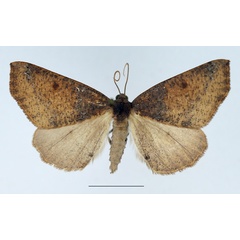 /filer/webapps/moths/media/images/P/phaeopis_Pareclipsis_AF_TMSA.jpg