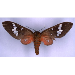 /filer/webapps/moths/media/images/S/speculigera_Balacra_HT_ZMHB_01.jpg