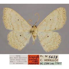 /filer/webapps/moths/media/images/O/ourebi_Scopula_HT_ZSM_01.jpg