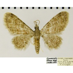 /filer/webapps/moths/media/images/T/tenera_Gymnoscelis_AF_ZSMa.jpg