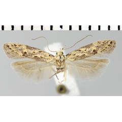 /filer/webapps/moths/media/images/G/griseoflavida_Parapsectris_HT_ZMHB.jpg