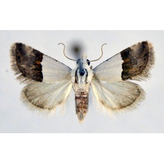 /filer/webapps/moths/media/images/S/seminivea_Eublemma_A_NHMO.jpg