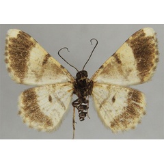 /filer/webapps/moths/media/images/A/albobrunnea_Ectropis_HT_ZSMb.jpg