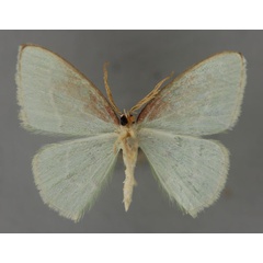 /filer/webapps/moths/media/images/A/atricosta_Comostolopsis_HT_ZSM_02.jpg