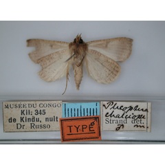 /filer/webapps/moths/media/images/C/chalciope_Plecoptera_HT_RMCA_02.jpg
