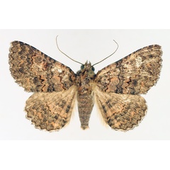 /filer/webapps/moths/media/images/C/cortytoides_Rhabdophera_AM_TMSA_02.jpg