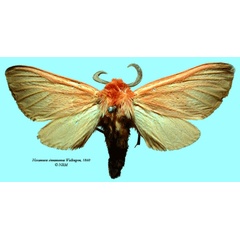/filer/webapps/moths/media/images/C/cinnamomea_Metarctia_HT_SNHM_01.jpg