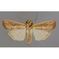 /filer/webapps/moths/media/images/P/phaea_Leucania_A_RMCA_01.jpg
