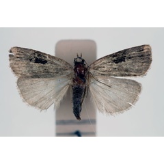 /filer/webapps/moths/media/images/B/bicostata_Episcotia_AT_RMCA_02.jpg