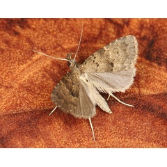 /filer/webapps/moths/media/images/N/nigricolora_Hypenodes_AM_Heyns_02.jpg