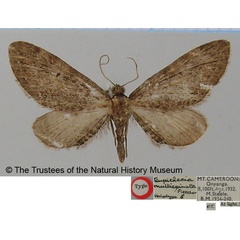 /filer/webapps/moths/media/images/M/multispinata_Eupithecia_HT_BMNH.jpg