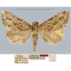 /filer/webapps/moths/media/images/M/micardoides_Eustrotia_HT_MNHN.jpg