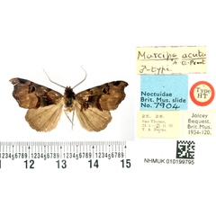 /filer/webapps/moths/media/images/A/acuta_Marcipa_HT_BMNH.jpg