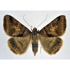 /filer/webapps/moths/media/images/M/mayeri_Mocis_AF_NHMO.jpg