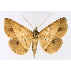 /filer/webapps/moths/media/images/F/fumipennis_Tatorinia_AF_TMSA_01.jpg