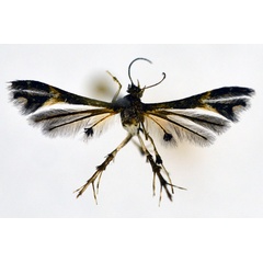 /filer/webapps/moths/media/images/V/vibrans_Walsinghamiella_A_NHMO_02.jpg