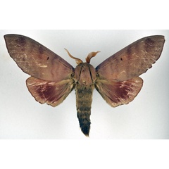 /filer/webapps/moths/media/images/G/griseocincta_Gonometa_AM_NHMO.jpg