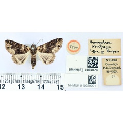 /filer/webapps/moths/media/images/A/atrifusa_Homoptera_HT_BMNH.jpg