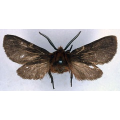 /filer/webapps/moths/media/images/H/haematricha_Metarctia_HT_BMNH_01.jpg