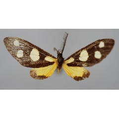 /filer/webapps/moths/media/images/S/sylvicolens_Pseudonaclia_HT_BMNH.jpg