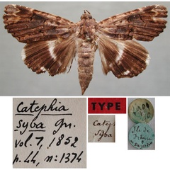 /filer/webapps/moths/media/images/S/syba_Catephia_HT_MNHN.jpg