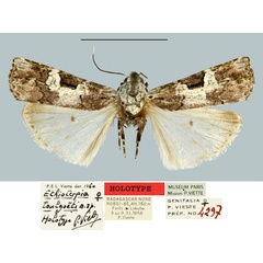 /filer/webapps/moths/media/images/T/toulgoeti_Ethioterpia_HT_MNHN.jpg