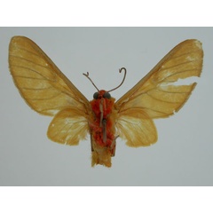 /filer/webapps/moths/media/images/C/conradti_Balacra_ST_BMNH_02.jpg
