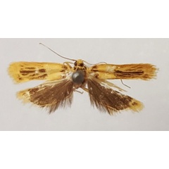 /filer/webapps/moths/media/images/N/neuroplaca_Idiopteryx_HT_BMNH.jpg