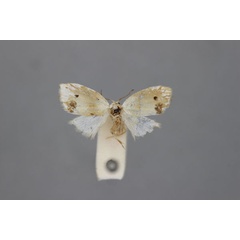 /filer/webapps/moths/media/images/T/tornalis_Nola_HT_BMNH.jpg