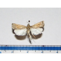 /filer/webapps/moths/media/images/C/chrysographellus_Ancylolomia_A_Goffa.jpg